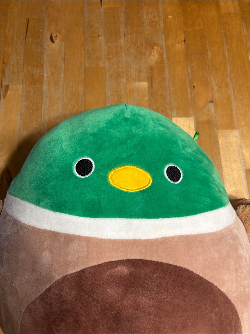 Squishmallow 12” Avery the Mallard Duck - Picture 2 of 5